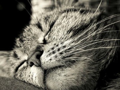 Come e perchè il gatto fa le&nbsp;fusa