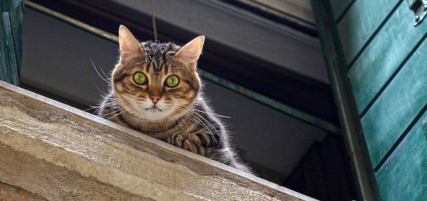 Caduta del gatto e riflesso&nbsp;vertebrale