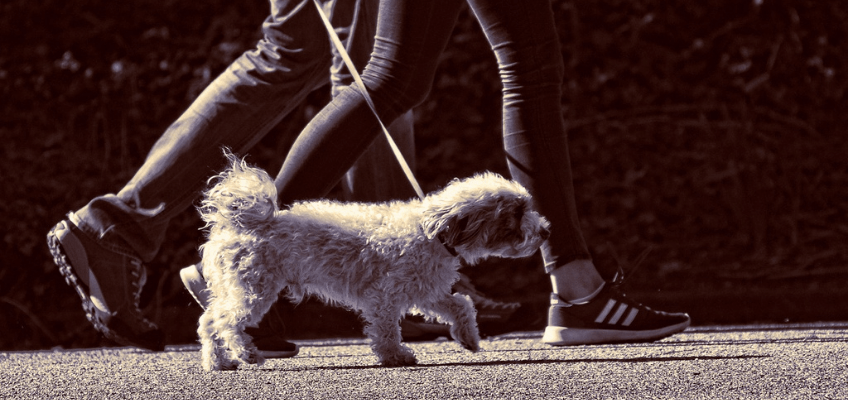 I benefici dell’attività fisica sui nostri&nbsp;animali