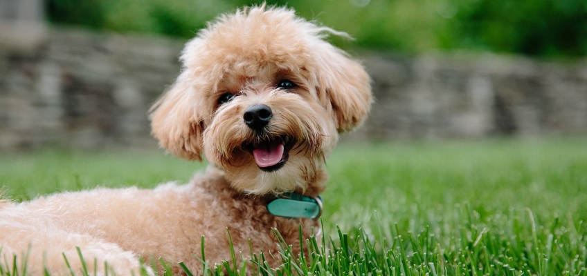 Come scegliere il nome per il proprio&nbsp;cane