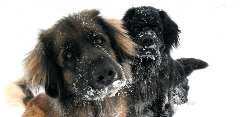 Cani sulla neve: i pericoli da&nbsp;evitare