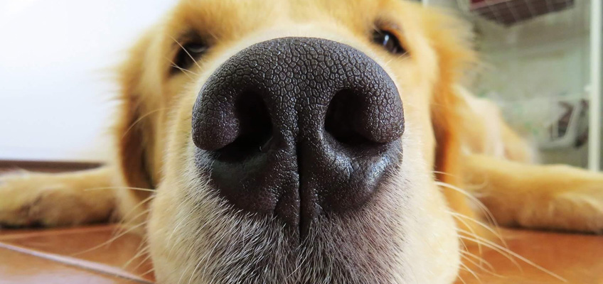 Cani in grado di diagnosticare il&nbsp;diabete