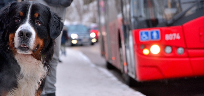 Cani, gatti e inquinamento&nbsp;atmosferico