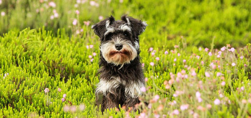Passeggiate di primavera con il proprio&nbsp;cane
