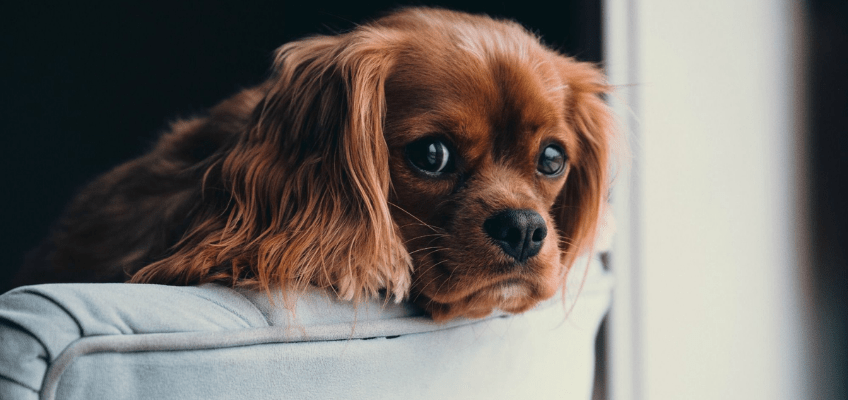 Lo stress nei nostri animali: possibili cause e&nbsp;rimedi