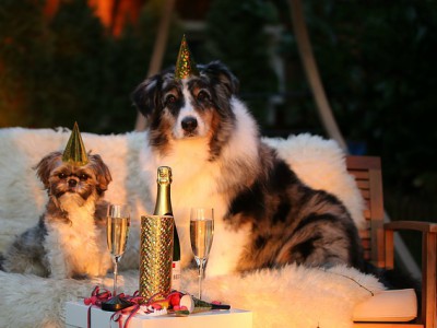 Animali e la paura dei botti di&nbsp;Capodanno