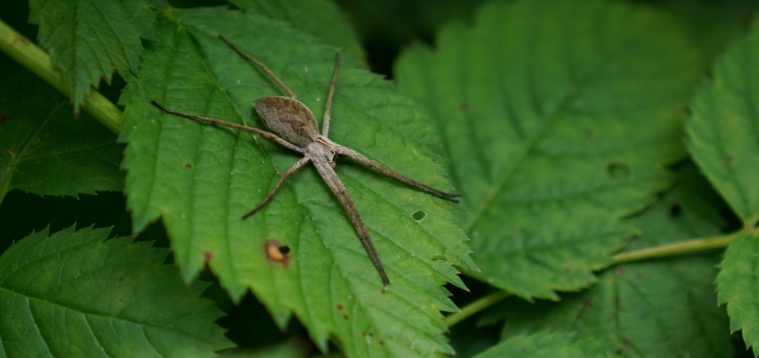 Pisaura mirabilis: un regalo per conquistare la propria&nbsp;amata