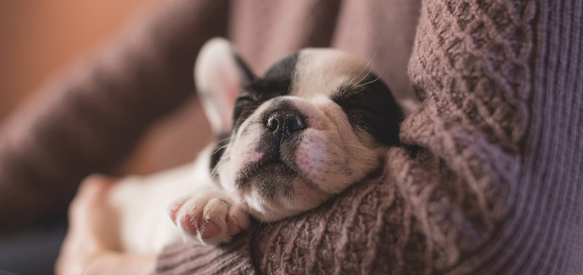 Adottare un cucciolo di cane o gatto: tutto quello che bisogna sapere per farlo vivere in&nbsp;salute