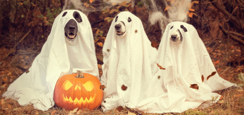 Come “NON VESTIRE” i nostri animali ad&nbsp;Halloween
