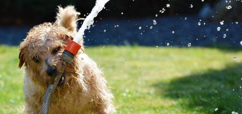 Colpo di calore: cause, sintomi e consigli per proteggere i nostri&nbsp;animali