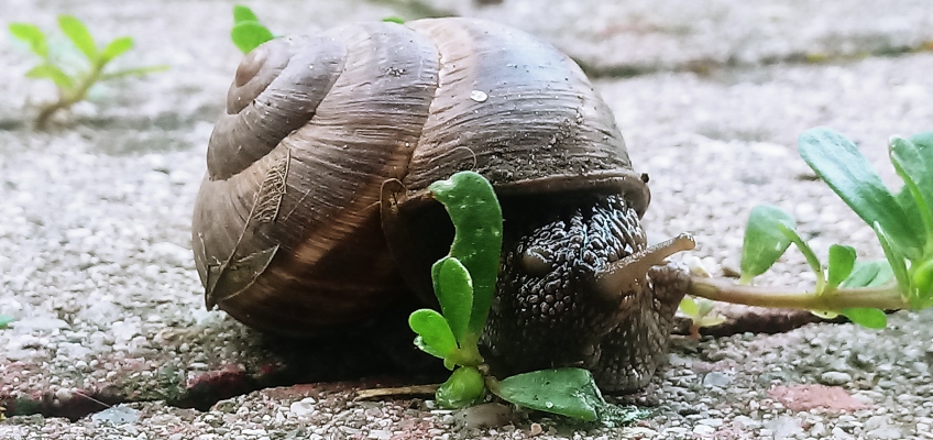 Riproduzione delle lumache: i “dardi” dell’amore