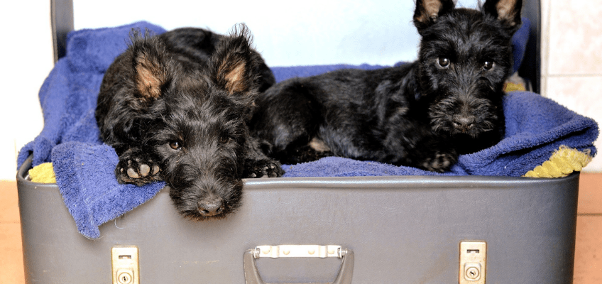 In vacanza con i nostri animali: tutto l’occorrente da mettere in&nbsp;valigia