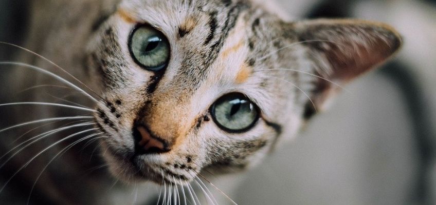 Gatti  “ipoallergenici” creati in&nbsp;laboratorio