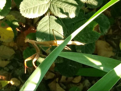 Mantide religiosa e cannibalismo&nbsp;nuziale