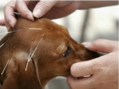 Agopuntura sugli animali: come funziona e perchè&nbsp;utilizzarla