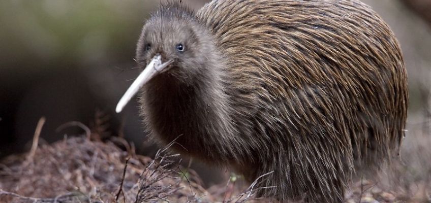 Il kiwi: un uccello davvero&nbsp;unico