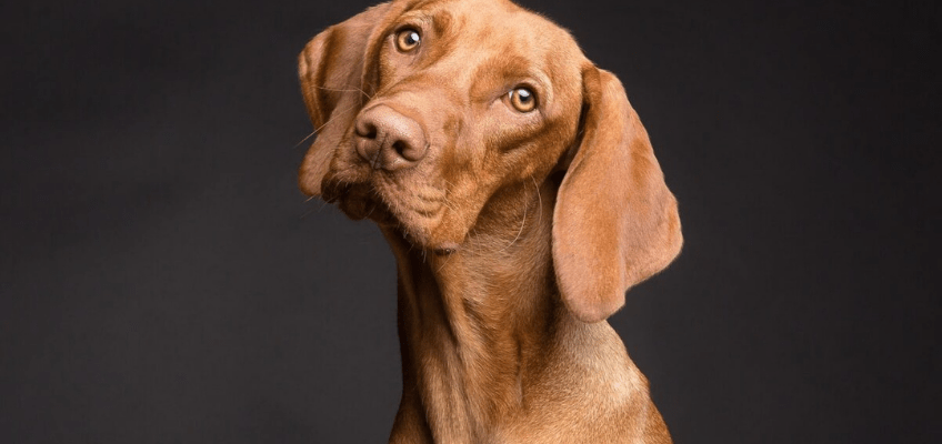 Microchip per i cani: cos’è e a cosa&nbsp;serve