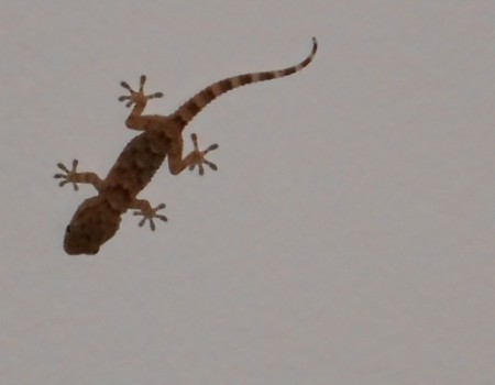 I gechi e la loro capacità di aderire a qualsiasi&nbsp;superficie