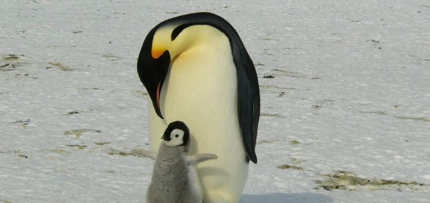 Cure parentali di papà&nbsp;pinguino