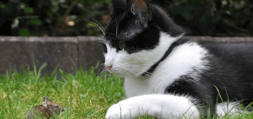 L’istinto predatorio nel gatto domestico: riconoscerne i&nbsp;comportamenti