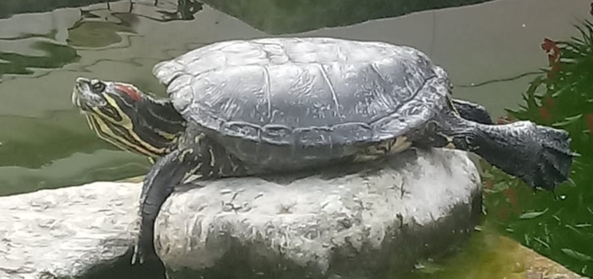 Differenza tra animali domestici e animali&nbsp;selvatici