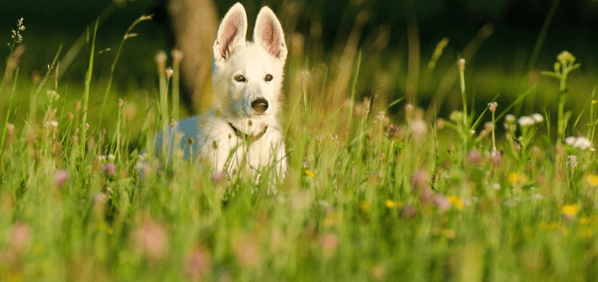 Forasacchi (o spighette di grano): perchè sono un pericolo estivo per i nostri&nbsp;cani