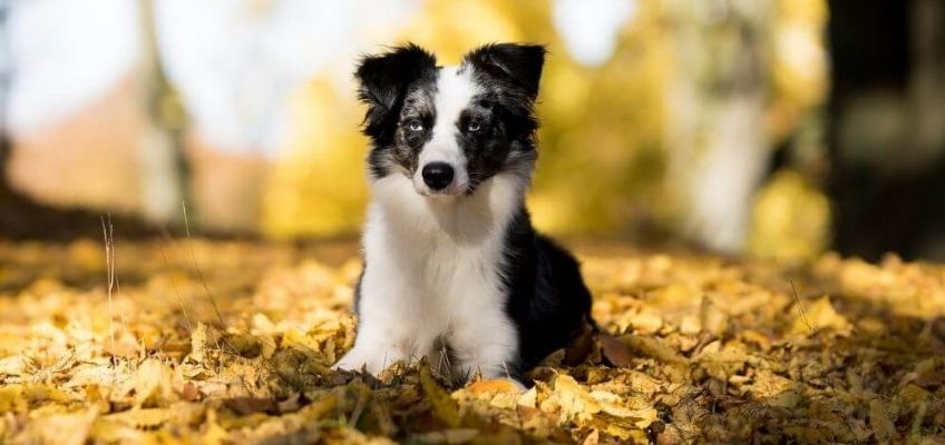 La muta nei cani e gatti col cambio di&nbsp;stagione