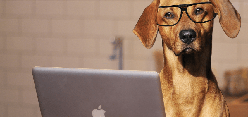 In ufficio con il proprio cane: una realtà anche&nbsp;italiana