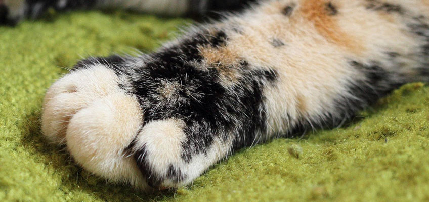 Il gatto “fa la pasta”: il perché di questo&nbsp;comportamento