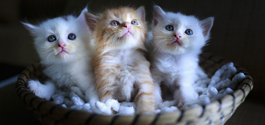 Gattini orfani: come prendersene&nbsp;cura