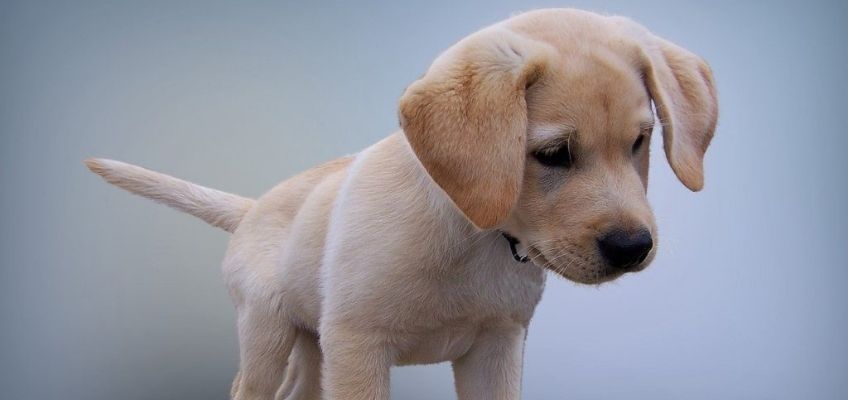 Traffico illegale di&nbsp;cuccioli