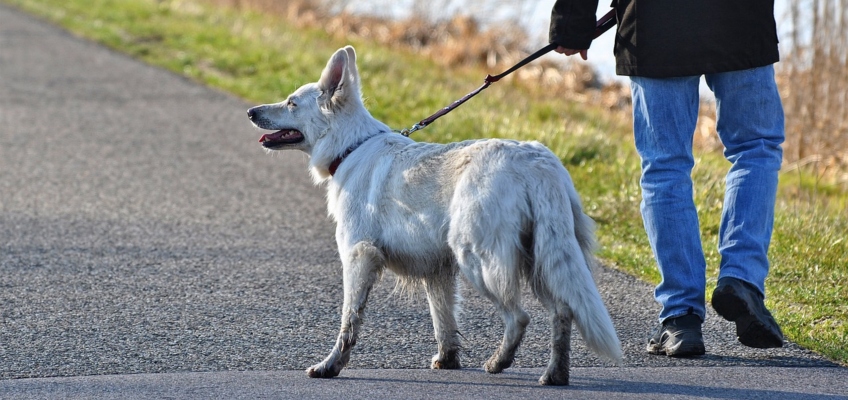 Educare il cane alla passeggiata con&nbsp;guinzaglio