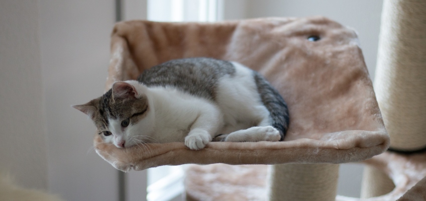 Arricchimento ambientale: una casa a misura di&nbsp;gatto