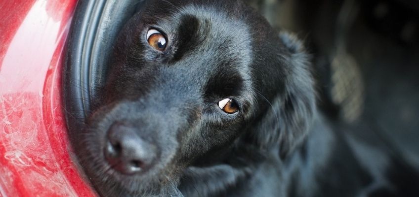 Viaggiare in auto con i nostri animali: consigli per ridurre il loro&nbsp;stress