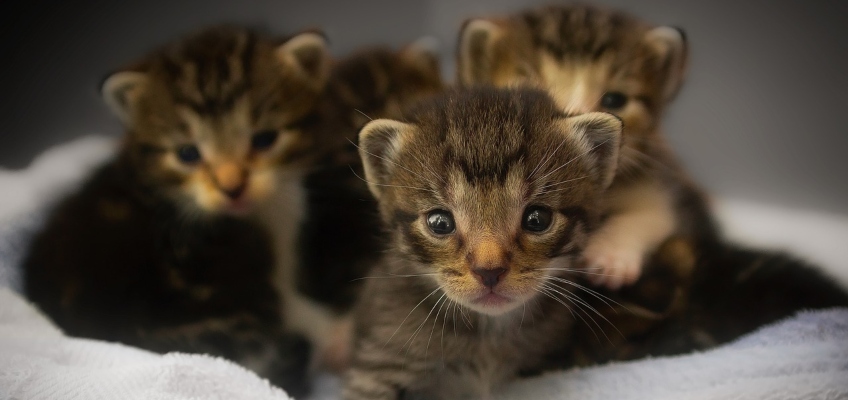 Post-partum della gatta: dalla nascita dei piccoli allo&nbsp;svezzamento