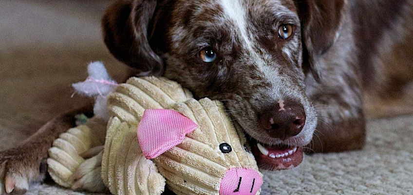 Gravidanza isterica nella cagna: cos’è, quali sono i sintomi e i&nbsp;rimedi