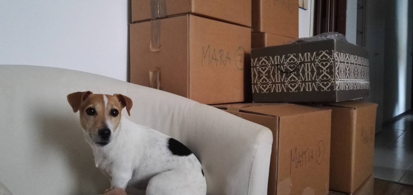 Affrontare un trasloco quando si convive con un&nbsp;animale