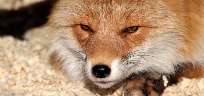 Animale selvatico in difficoltà: come&nbsp;intervenire